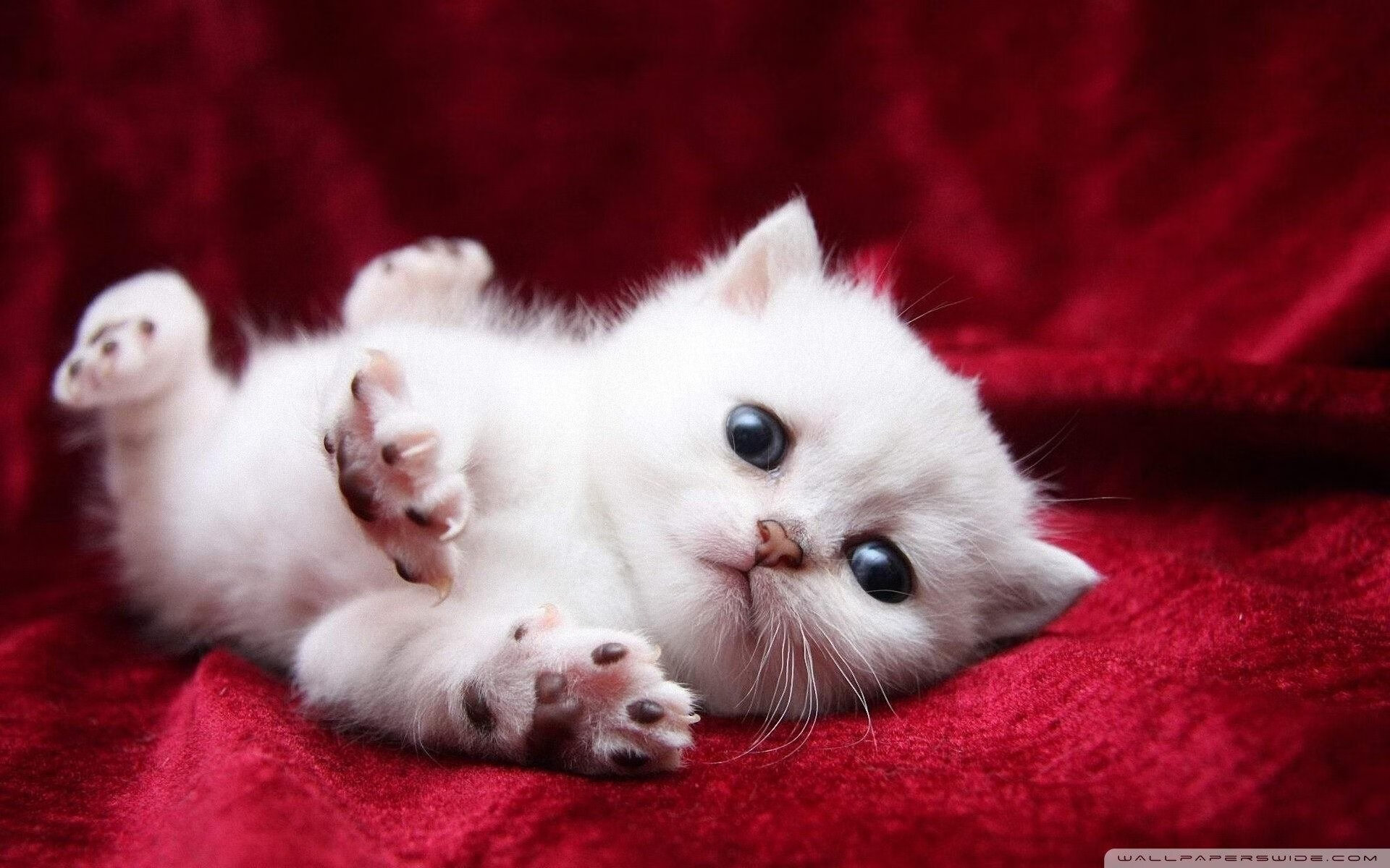 致敬过往的东决传奇,复盘当下—灰熊如何击溃76人