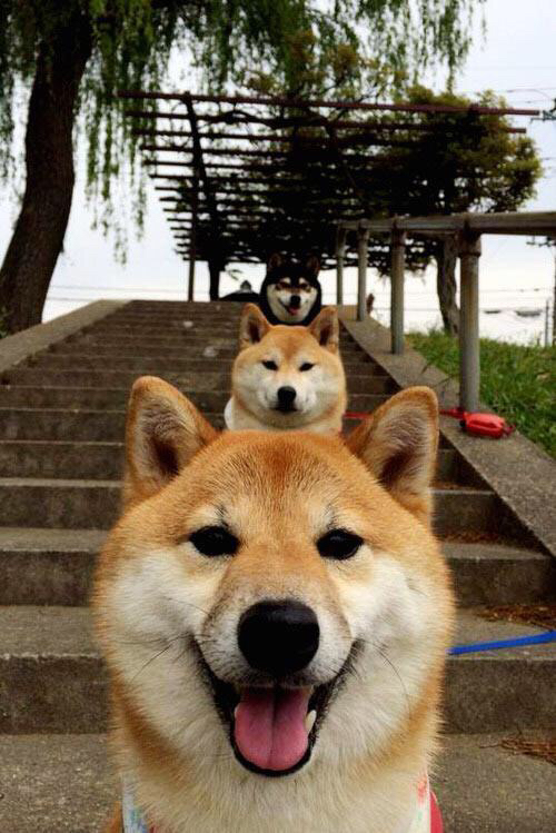 高塔之韧与东方智慧,当文班亚马擎起一队,浙江战术风暴席卷犹他