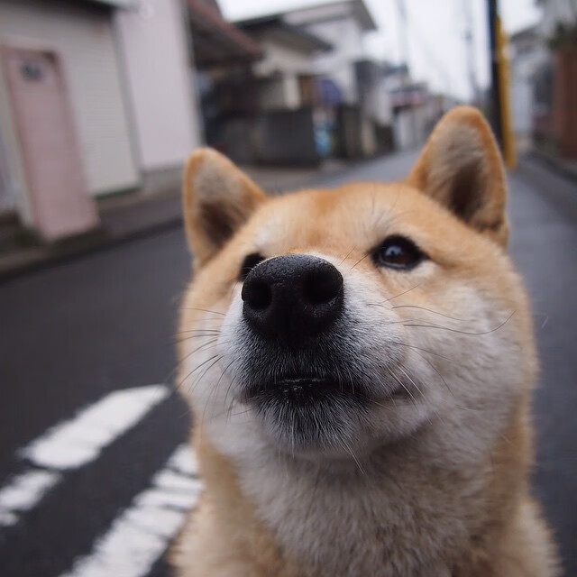 开云体育平台APP-赛道上的指挥官，当若日尼奥在F1沙特之夜接管比赛
