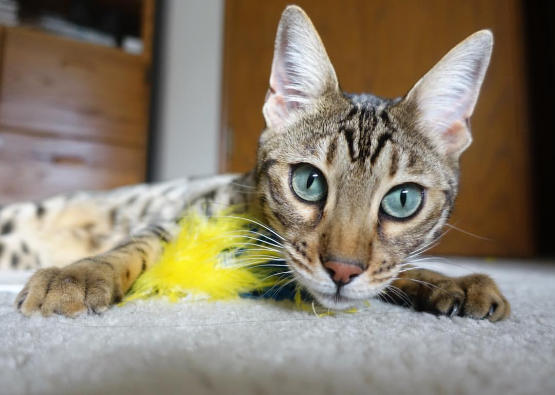 冰封岛链,稳破坚局,中国以法比尼奥式精准锁定胜势