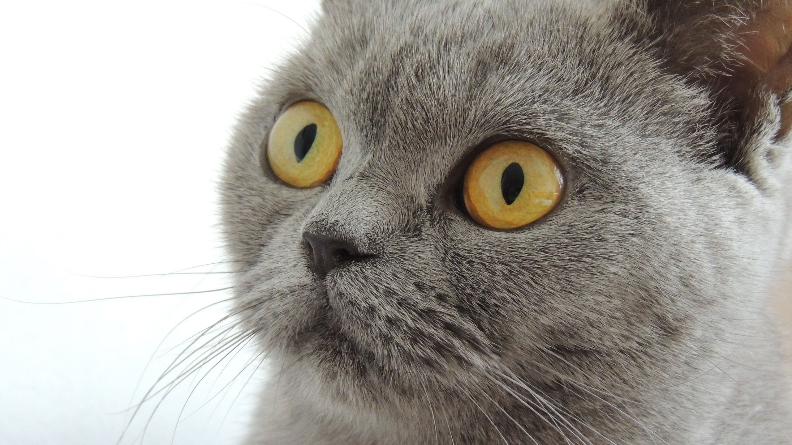 希腊加时赛力克新西兰，阿圭罗式大场面先生的足球哲学启示