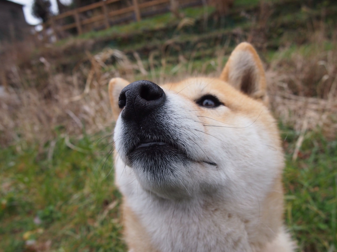 开云APP-NBA式胜利，独行侠踏平广厦队背后的篮球逻辑