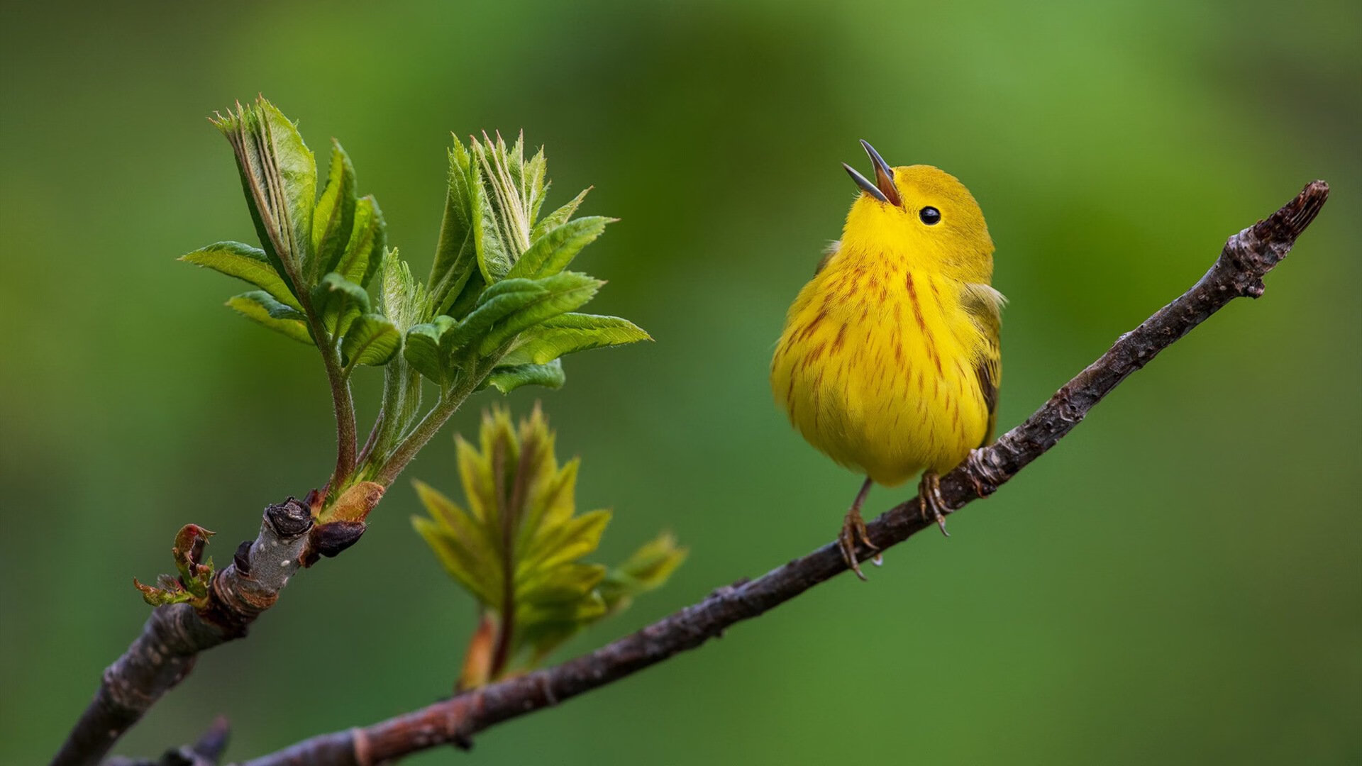 开云体育中国-撕裂之城全面压制北京队，莫兰特变身关键先生锁定胜局