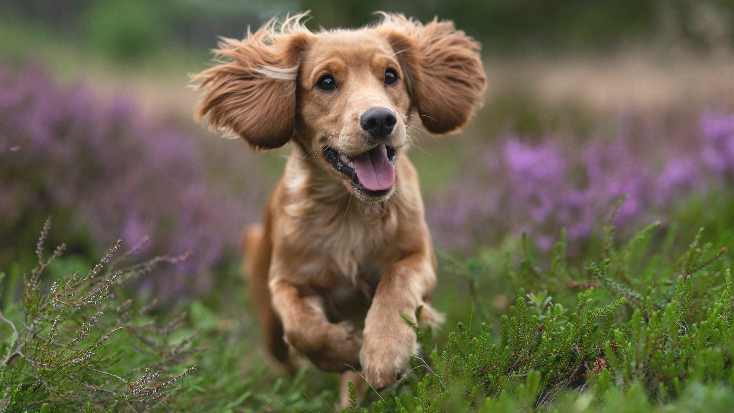 北京队爆冷粉碎湖人夺冠美梦,锡安末节关键先生降临