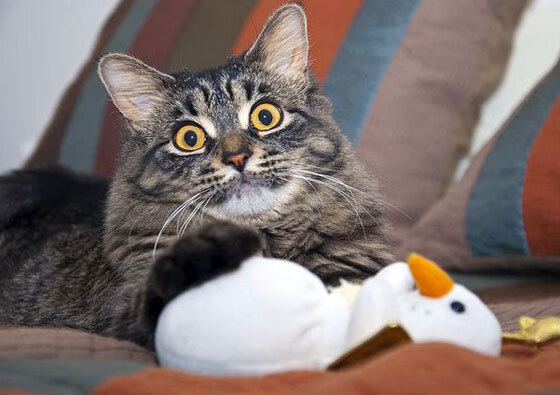 绿茵场上的星条旗,苏亚雷斯如何撕裂北美霸权叙事