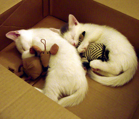 勇士提前终结悬念掘金,利拉德欧冠决赛接管比赛,跨越赛场的荣耀与救赎