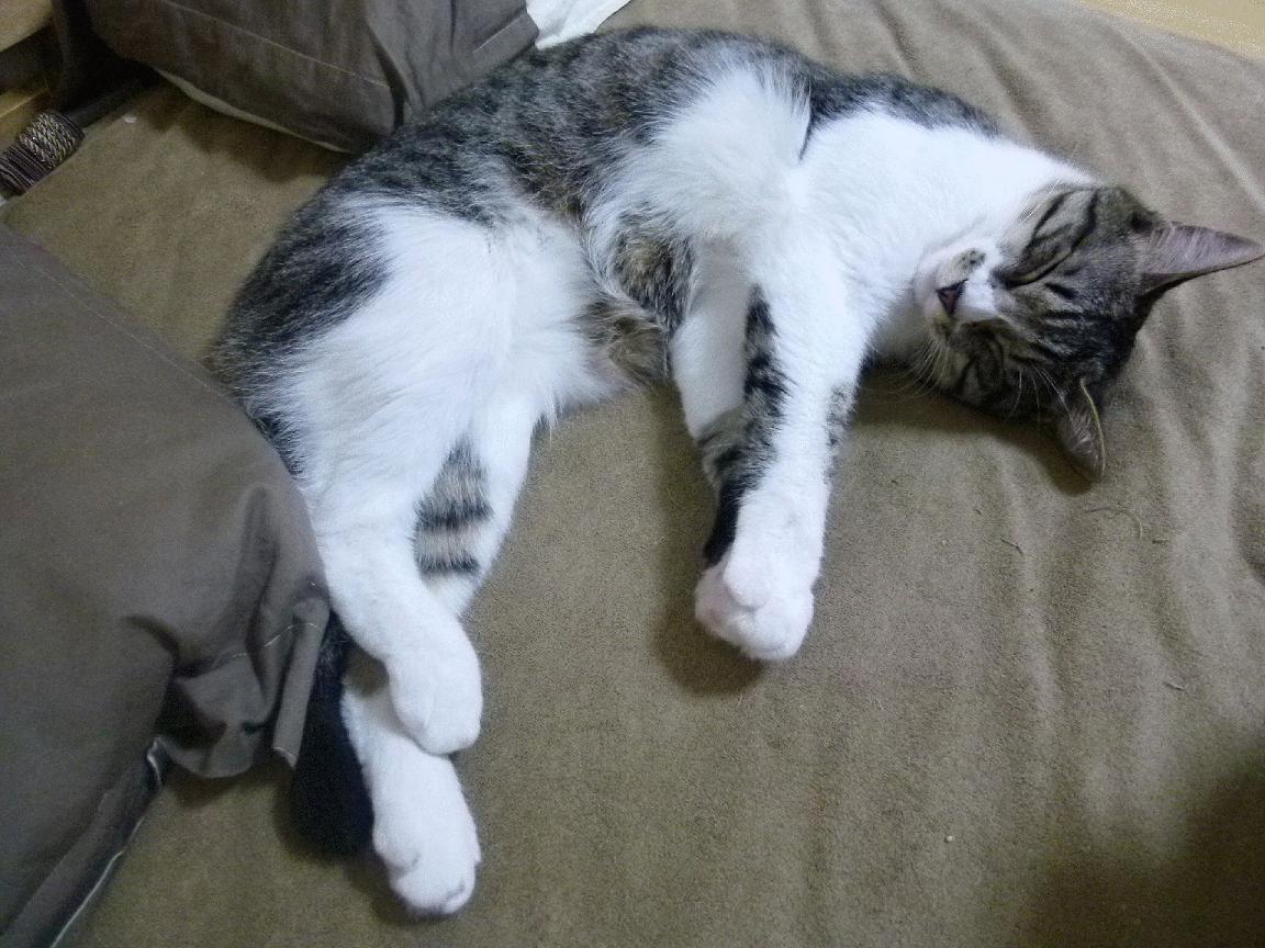 防守铁壁，国王封锁勇士；关键先生，字母哥闪耀时刻