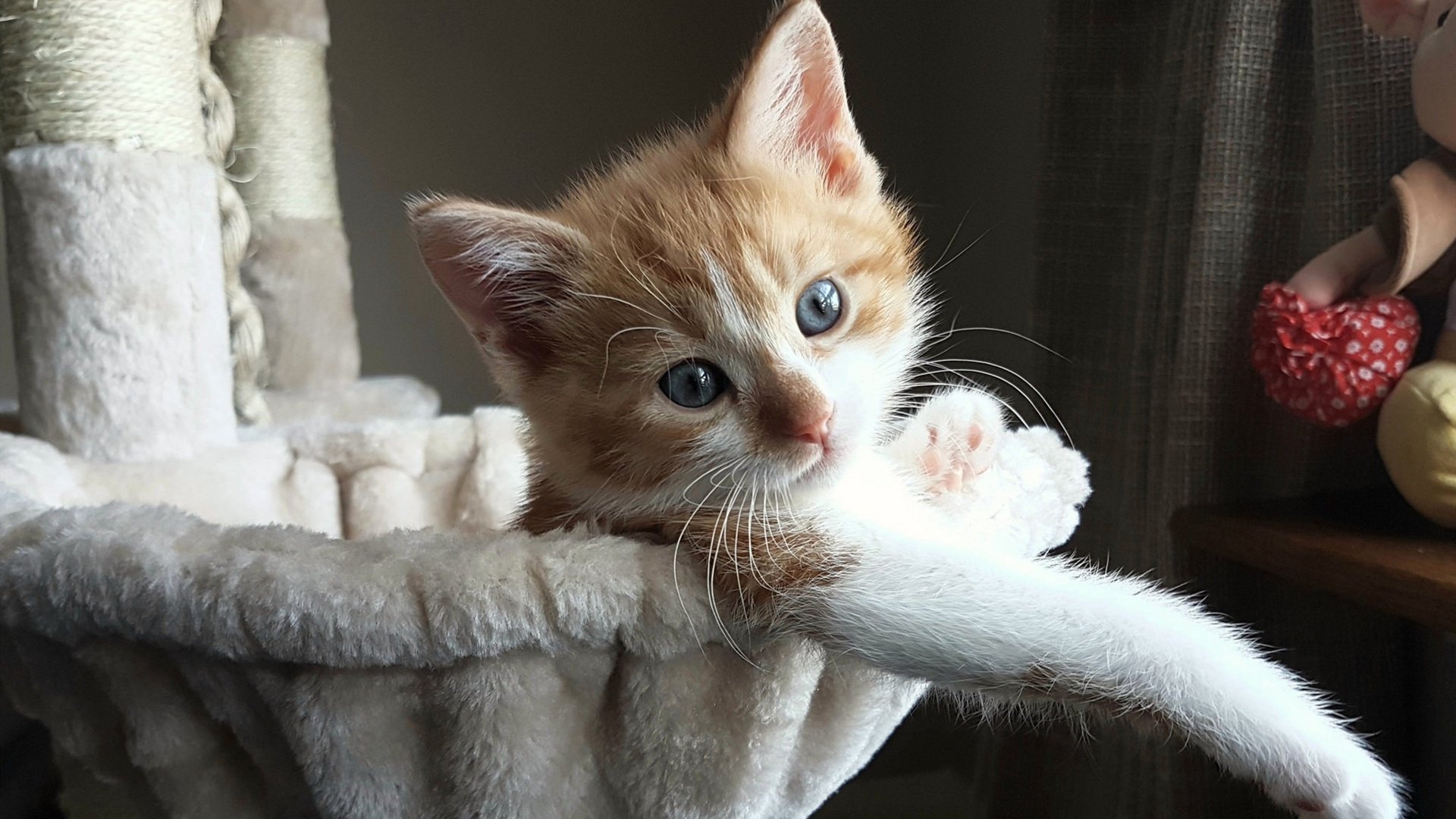 沙漠之鹰啄穿绿鹰防线，阿什拉夫，灼热舞台铸就璀璨锋芒