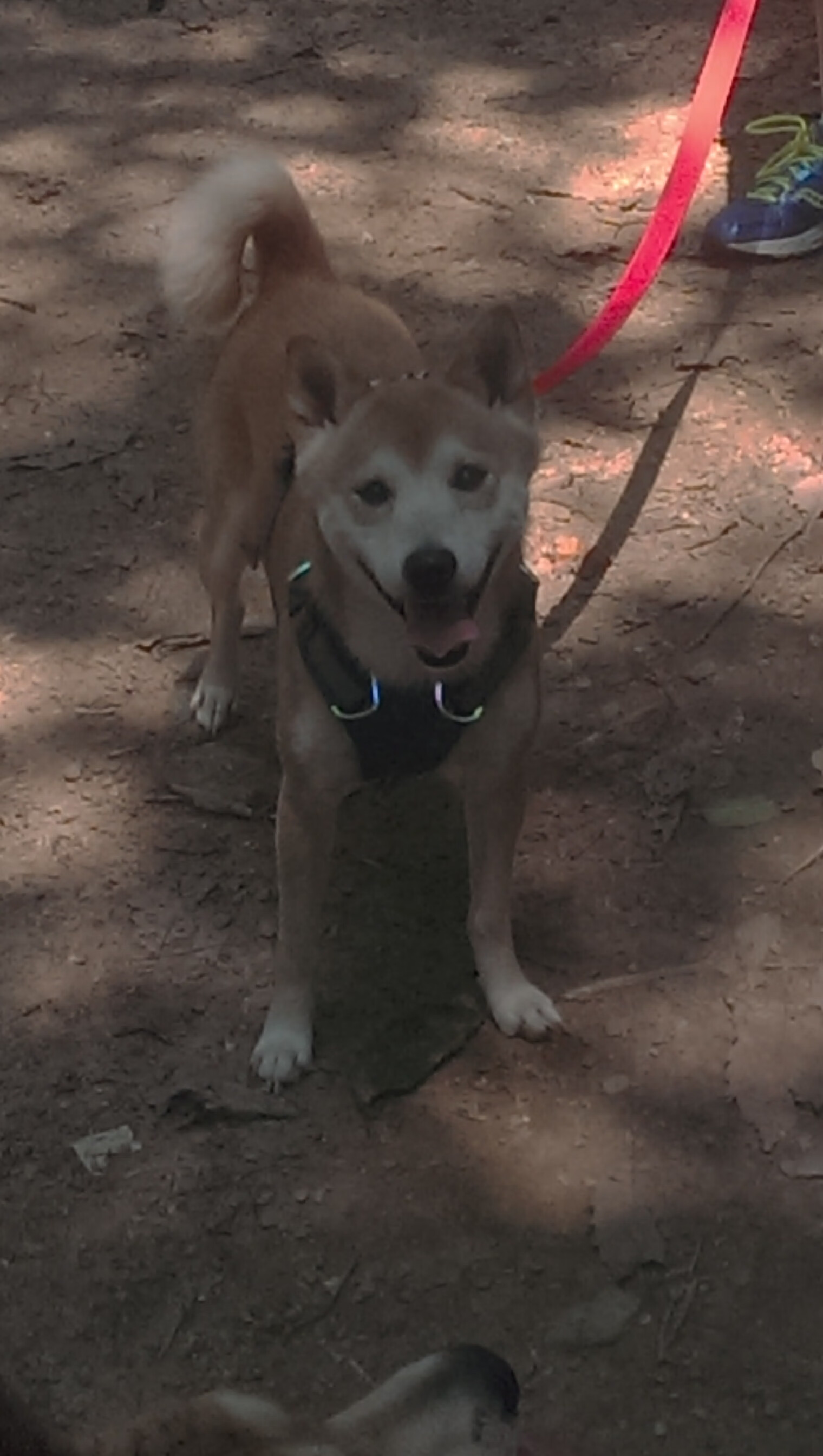 斑马王子变身罗马魔术师，意甲焦点之夜，迪巴拉一手掌控比赛命脉