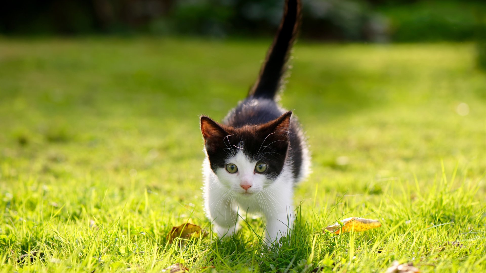 他只是站在原地等待对手的压哨绝杀—杰伦·格林如何在史诗级抢七战接管比赛