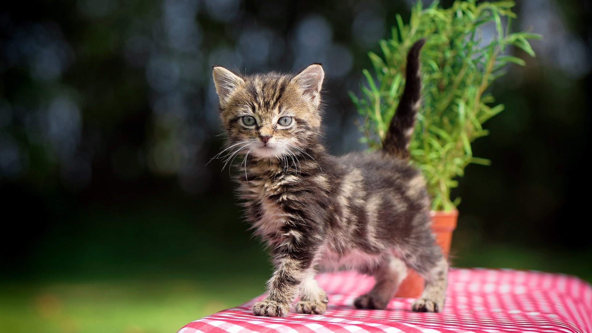 铁链与神迹,当精密体系遭遇不可驯服的超个体