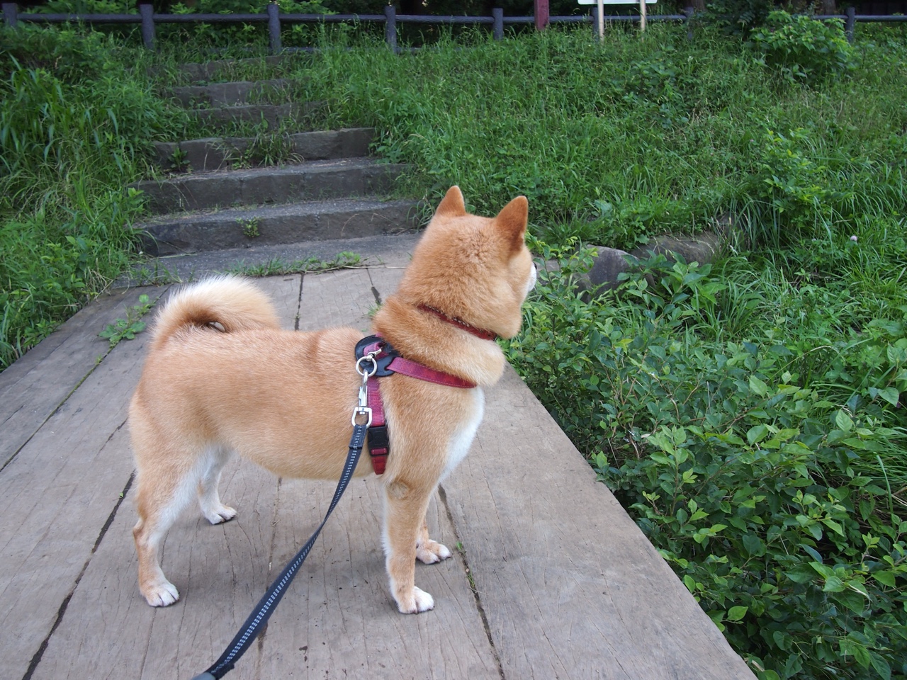 铁骑与独舞,当曼城的战争机器碾过里昂,卡马文加在废墟中点亮星光