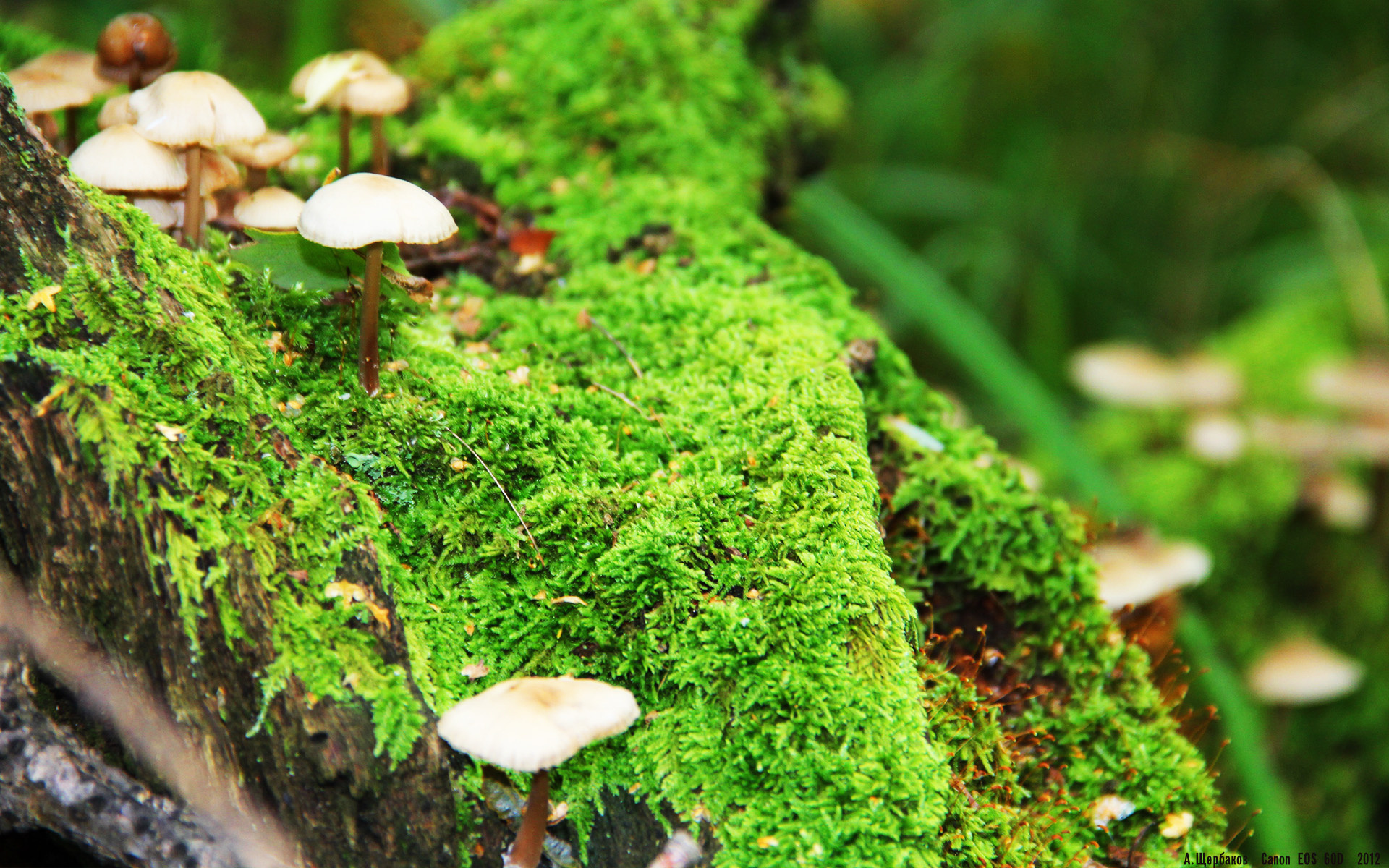 李刚仁独揽大局,秘鲁爆冷终结法国奥运征程