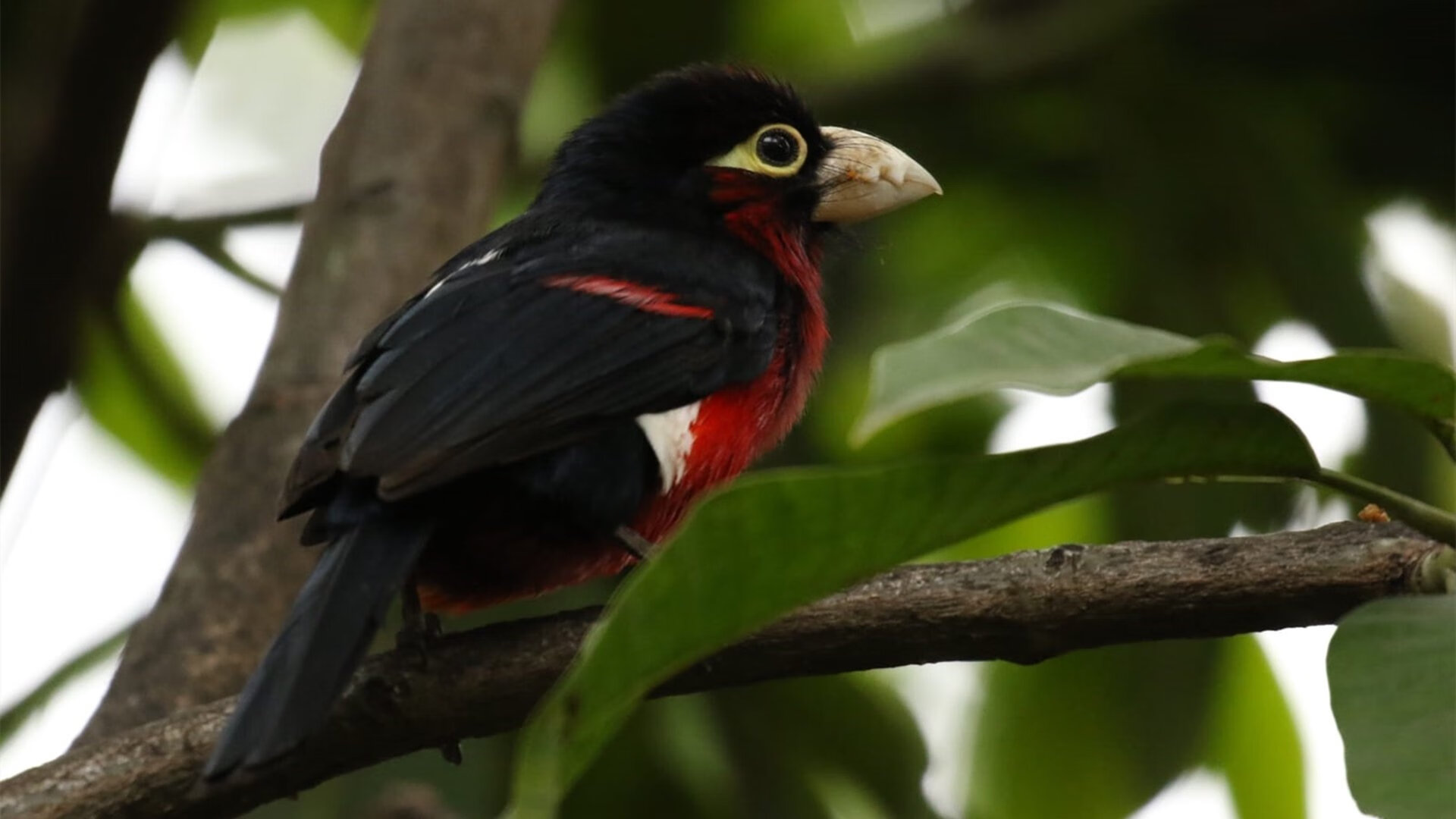 巴黎之殇与安菲尔德之光，卡塔尔节奏如何窒息法国，努涅斯又何以成大场面先生