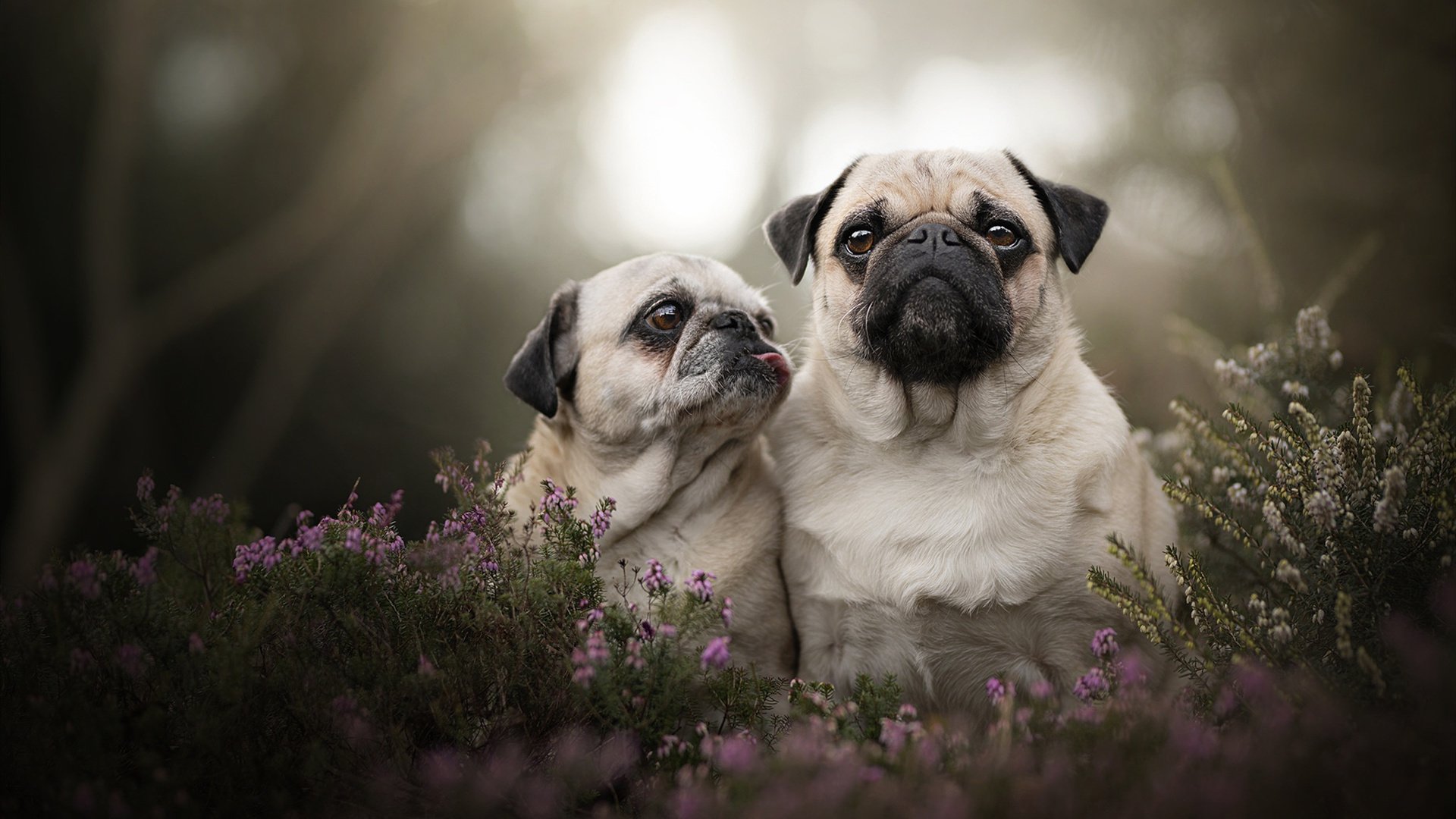 季后赛抢七之夜，杰伦格林，舞台越大，光芒越璀璨